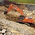 Гусеничные экскаваторы Doosan DX225LCA