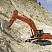 Гусеничные экскаваторы Doosan DX520LC